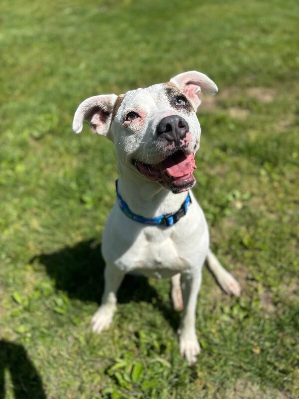 Enlarge Petey, a ADOPTABLE mixed breed in Saint Charles, MO image 2/3