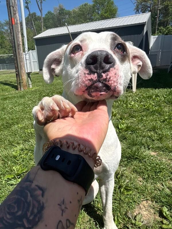 Petey, ADOPTABLE, Adult Male Pit Bull Terrier & Black and Tan Coonhound.