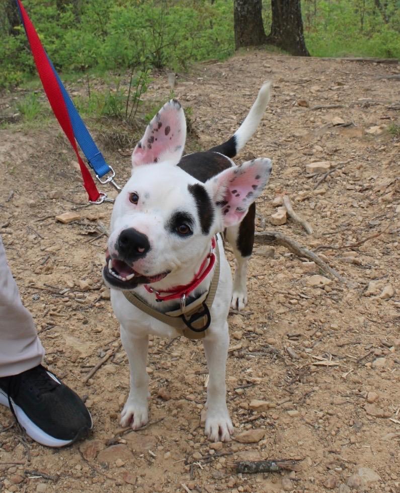 Enlarge Orion, a Adoptable mixed breed in Johnson City, TN image 1/3