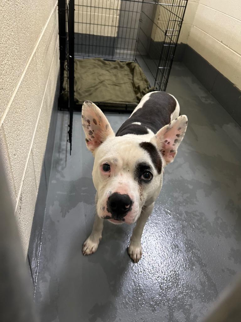 Enlarge Orion, a Adoptable mixed breed in Johnson City, TN image 2/3