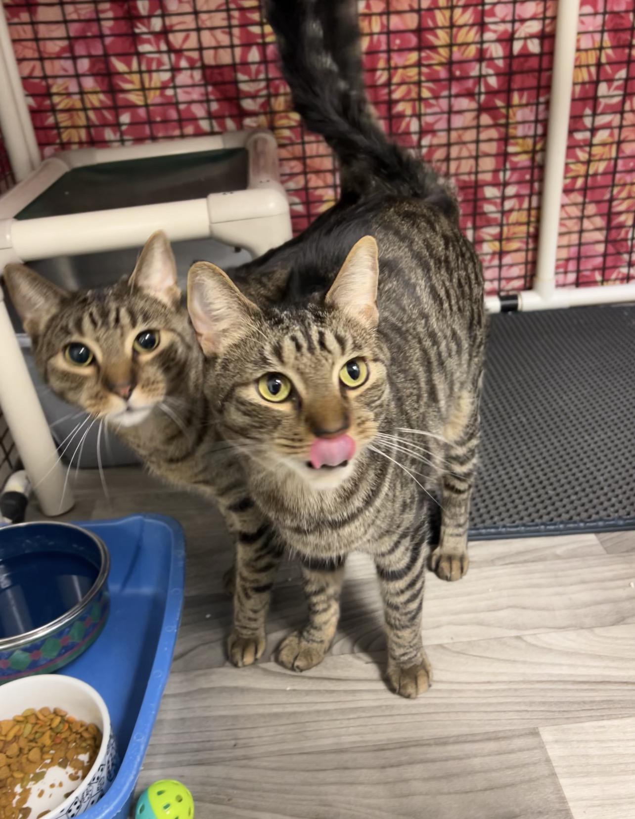 Honeydew & Ambrosia, Adoptable, Adult Male Domestic Short Hair.