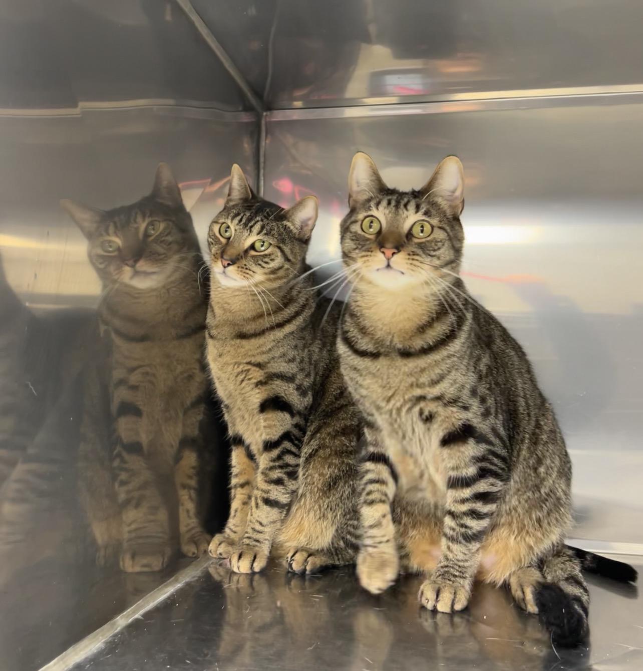 Honeydew & Ambrosia (bonded pair), Adoptable, Adult Male Domestic Short Hair & Tabby.