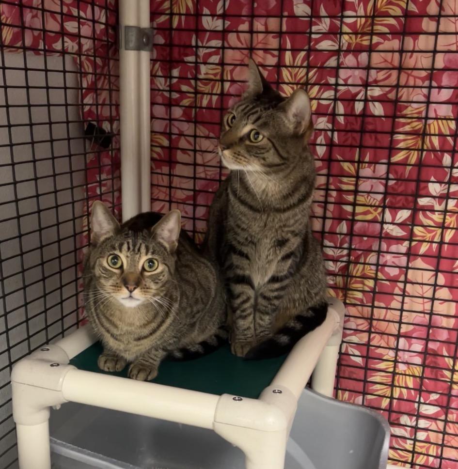 Enlarge Honeydew & Ambrosia, a Adoptable Domestic Short Hair in Montville, NJ image 2/5