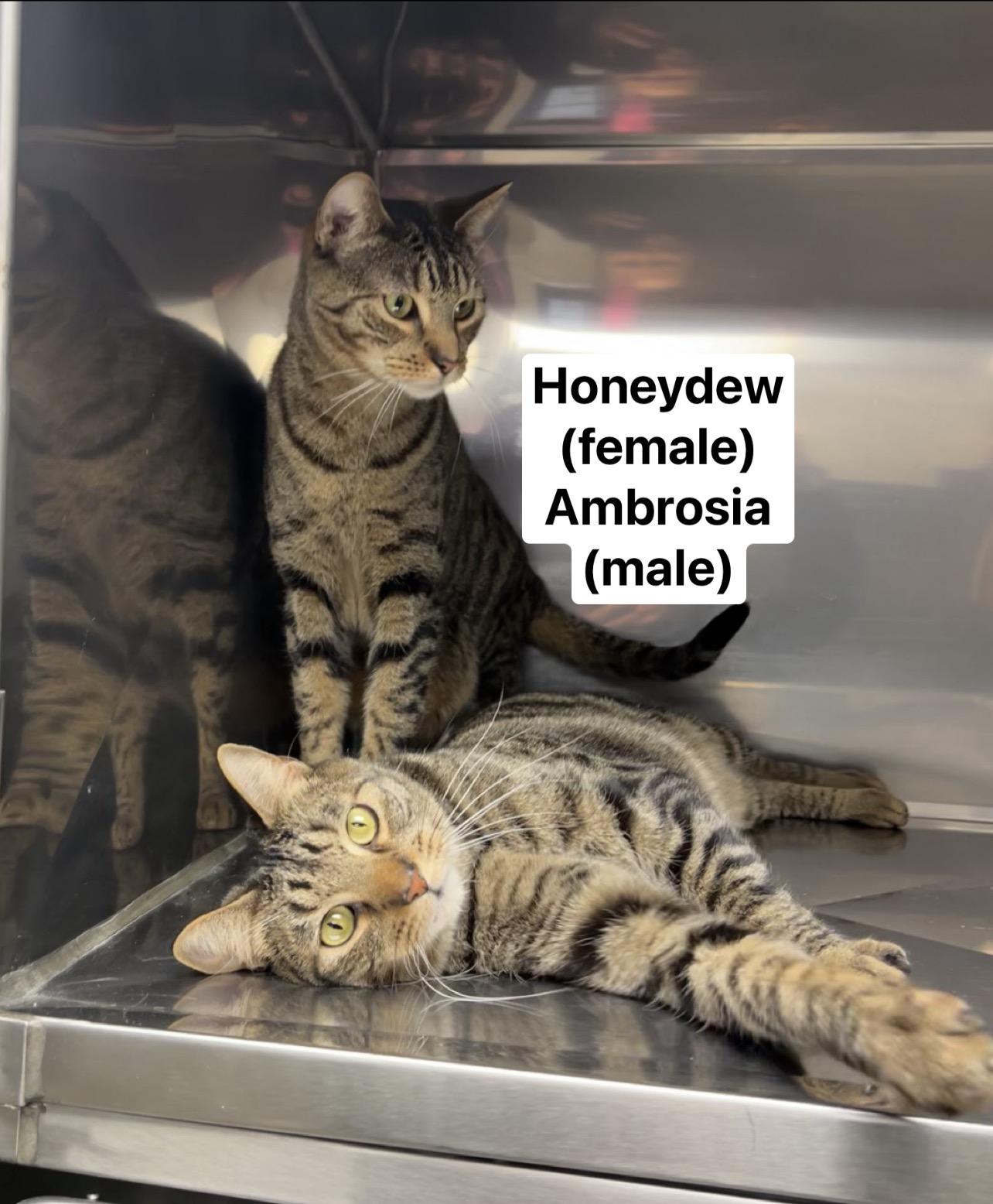 Enlarge Honeydew & Ambrosia (bonded pair), a Adoptable mixed breed in Montville, NJ image 4/6