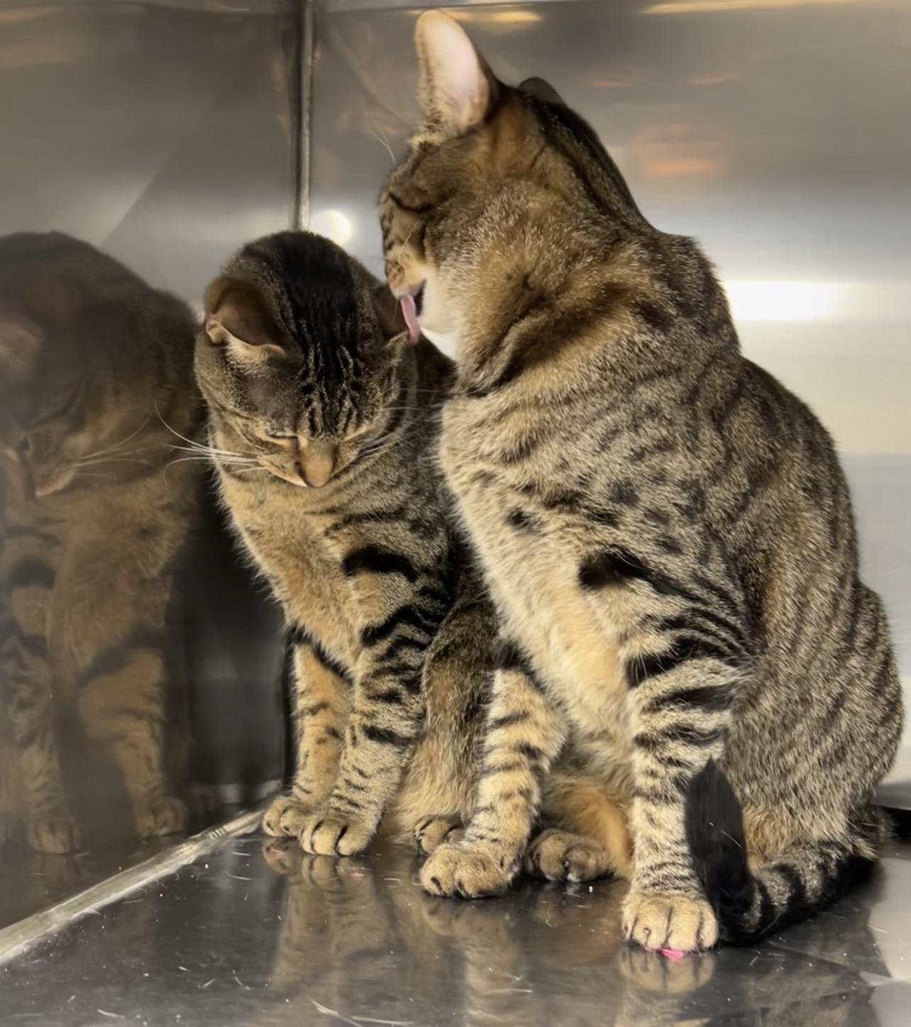 Enlarge Honeydew & Ambrosia (bonded pair), a Adoptable mixed breed in Montville, NJ image 2/6