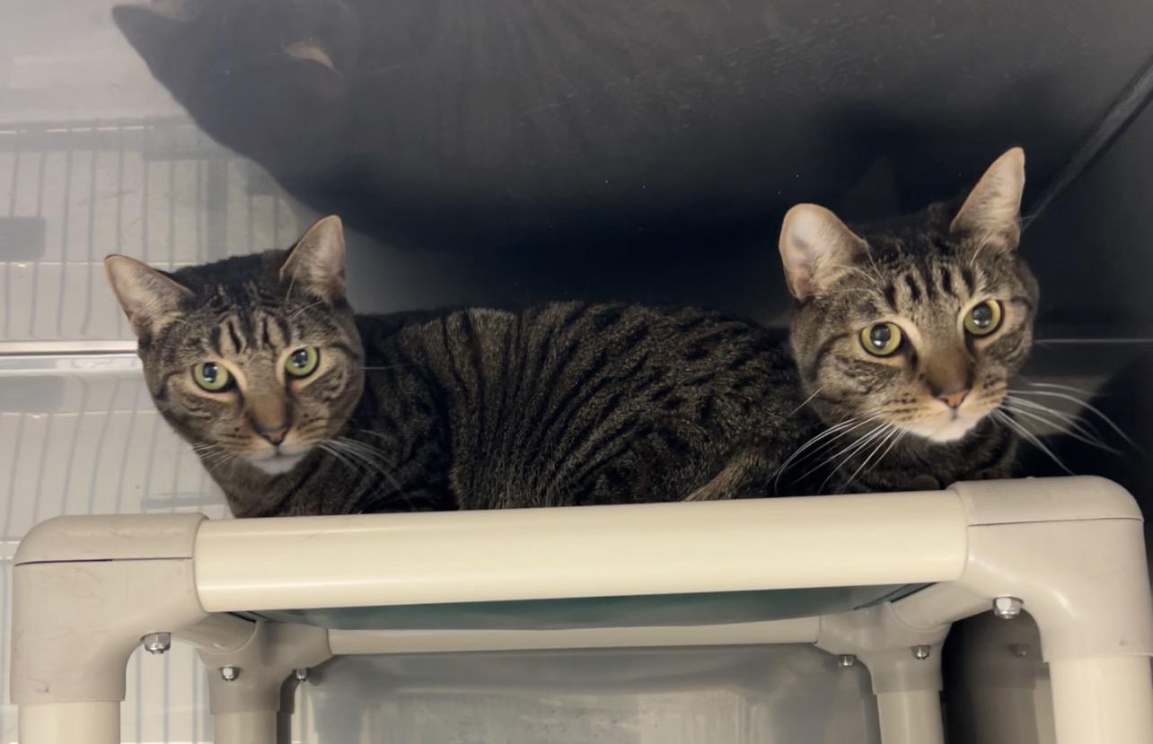Enlarge Honeydew & Ambrosia, a Adoptable Domestic Short Hair in Montville, NJ image 3/5