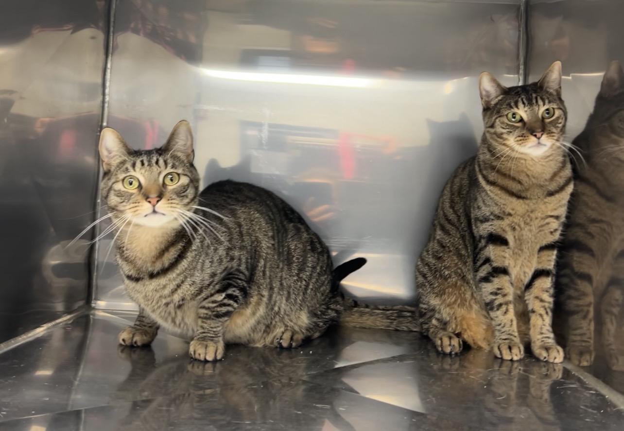 Enlarge Honeydew & Ambrosia (bonded pair), a Adoptable mixed breed in Montville, NJ image 5/6