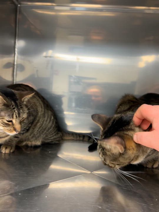 Enlarge Honeydew & Ambrosia (bonded pair), a Adoptable mixed breed in Montville, NJ video 6/6