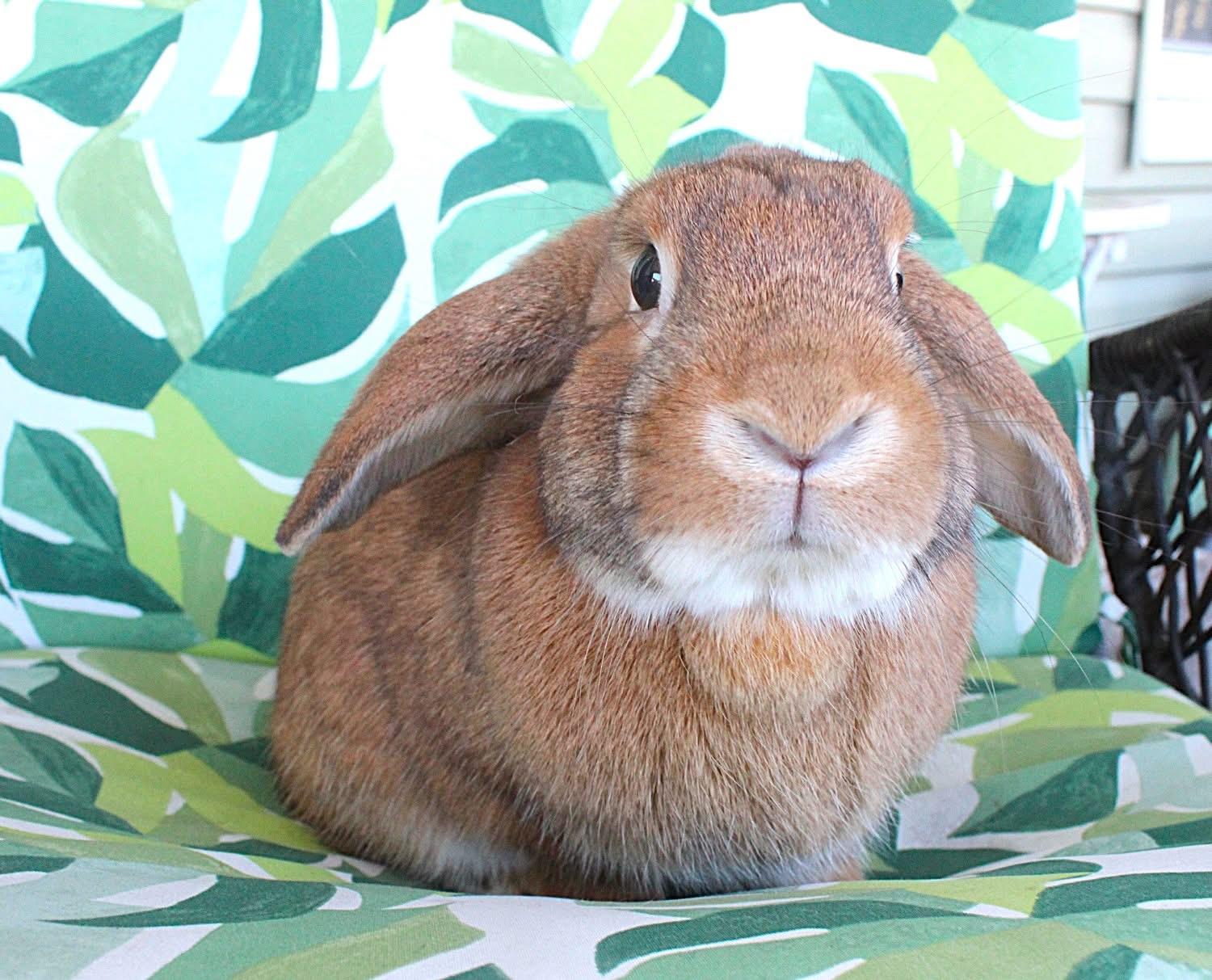 Enlarge Pumpernickel, a Adoptable Lop Eared in Hillside, NJ image 2/2