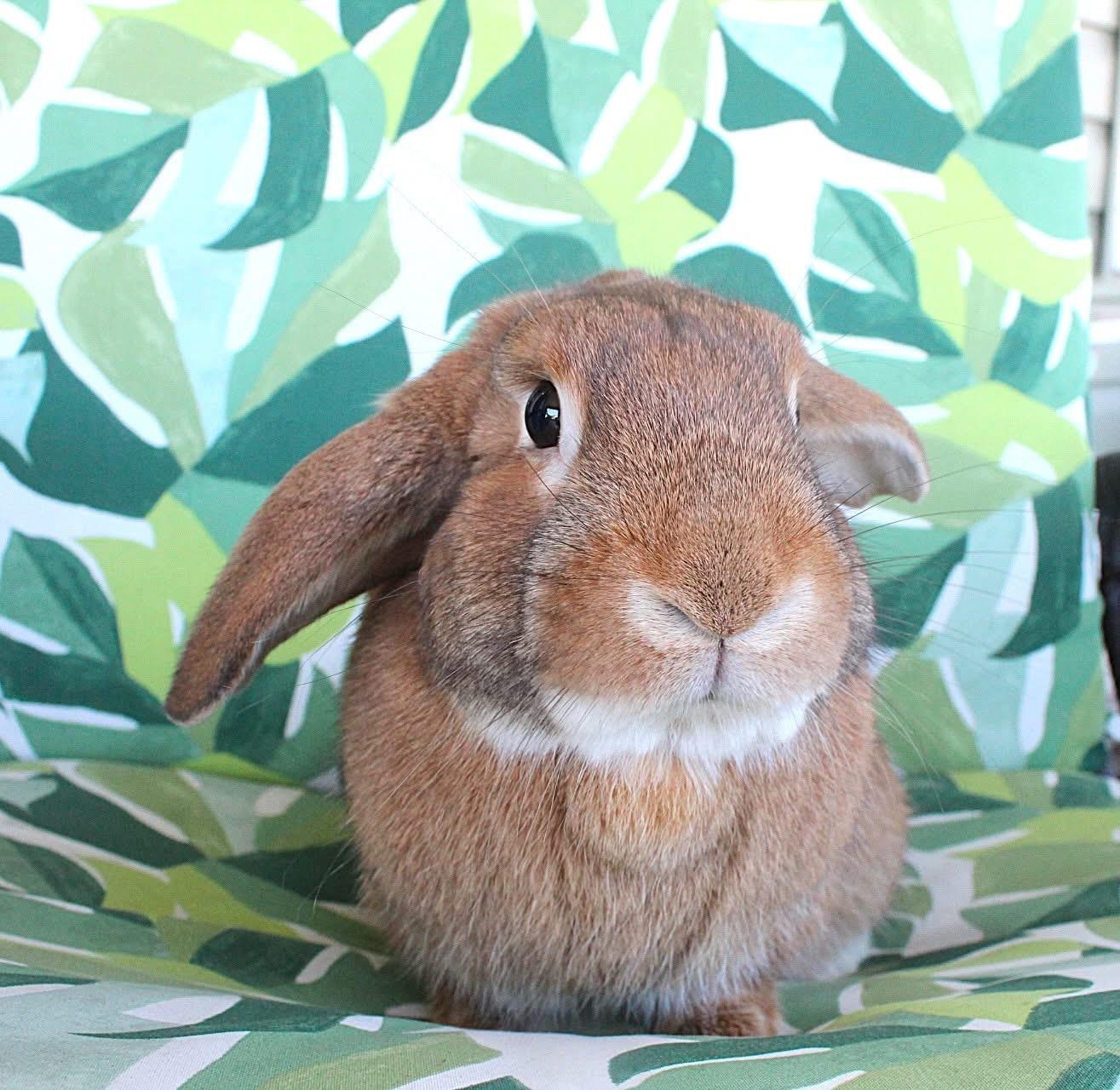 Enlarge Pumpernickel, a Adoptable Lop Eared in Hillside, NJ image 1/2