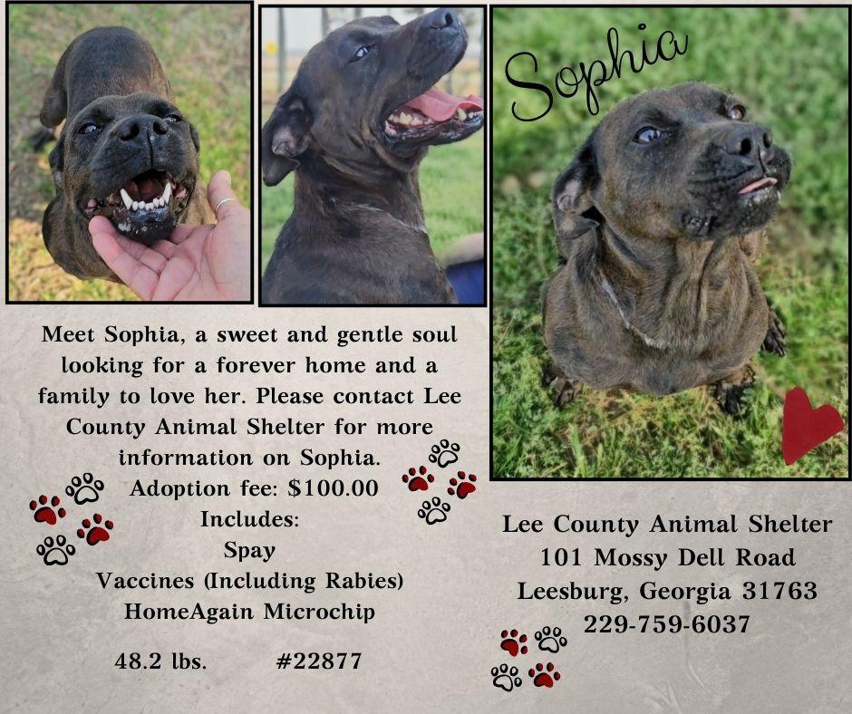 Sophia , ADOPTABLE, Young Female Mixed Breed.