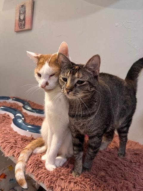 Dottie, Adoptable, Young Female Tabby.