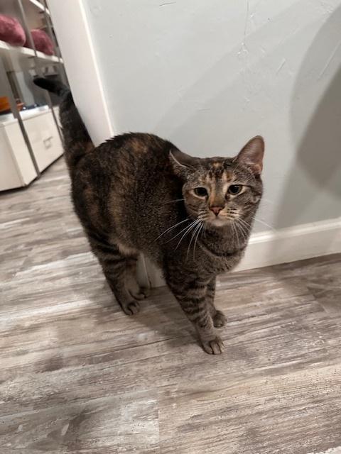 Enlarge Dottie, a Adoptable Tabby in Greensburg, PA image 2/6