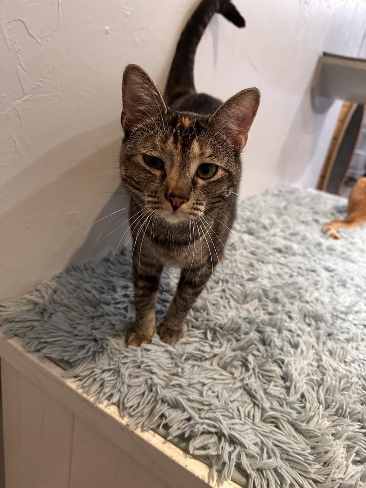 Dottie, Adoptable, Young Female Tabby.