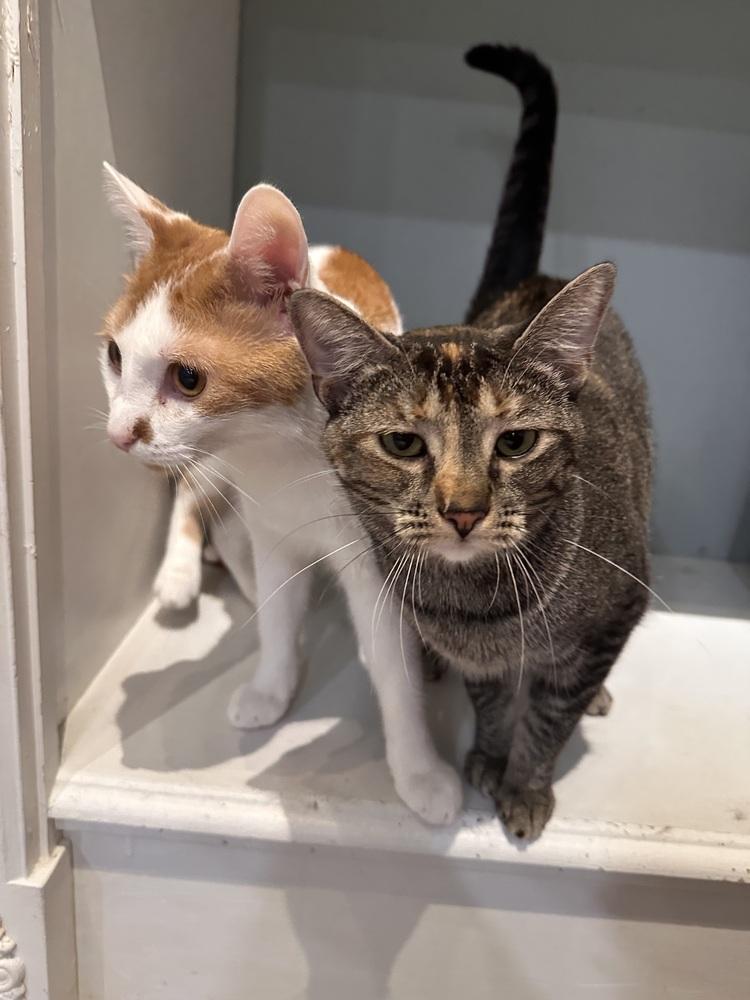 Enlarge Dottie, a Adoptable Tabby in Greensburg, PA image 4/6