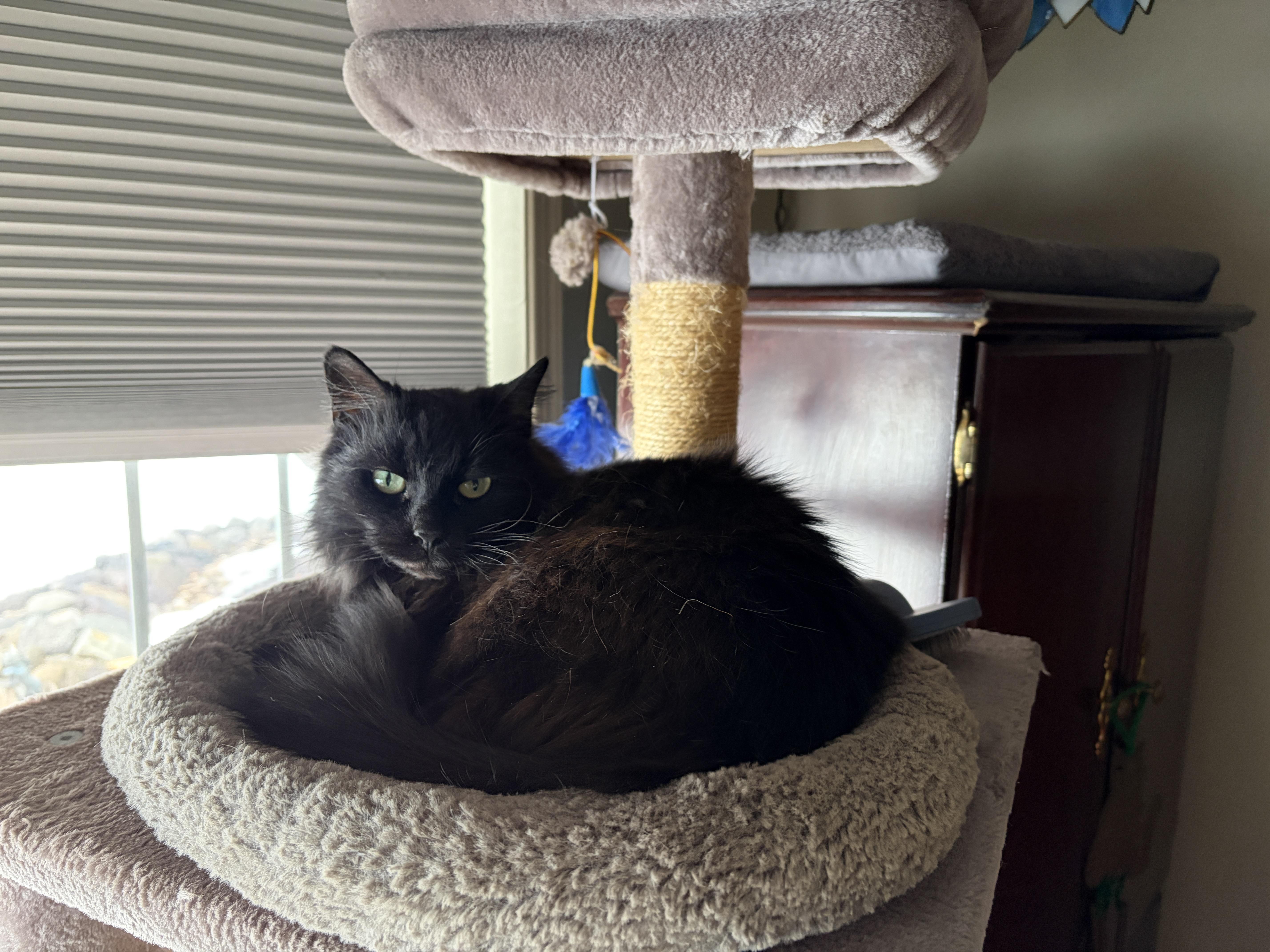 LUNA, ADOPTABLE, Adult Female Maine Coon & Domestic Long Hair.