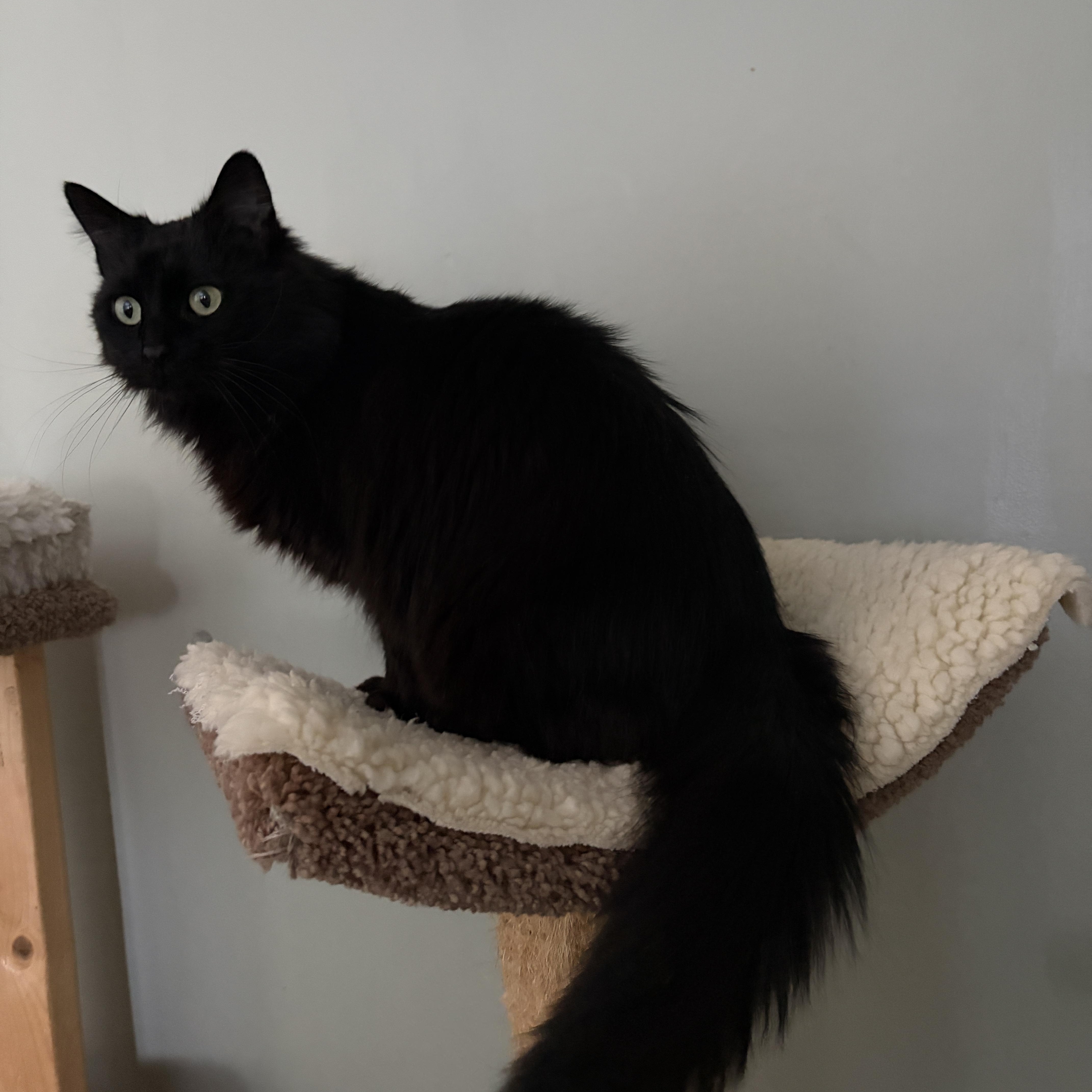 Enlarge LUNA, a ADOPTABLE mixed breed in Churchville, PA image 3/5