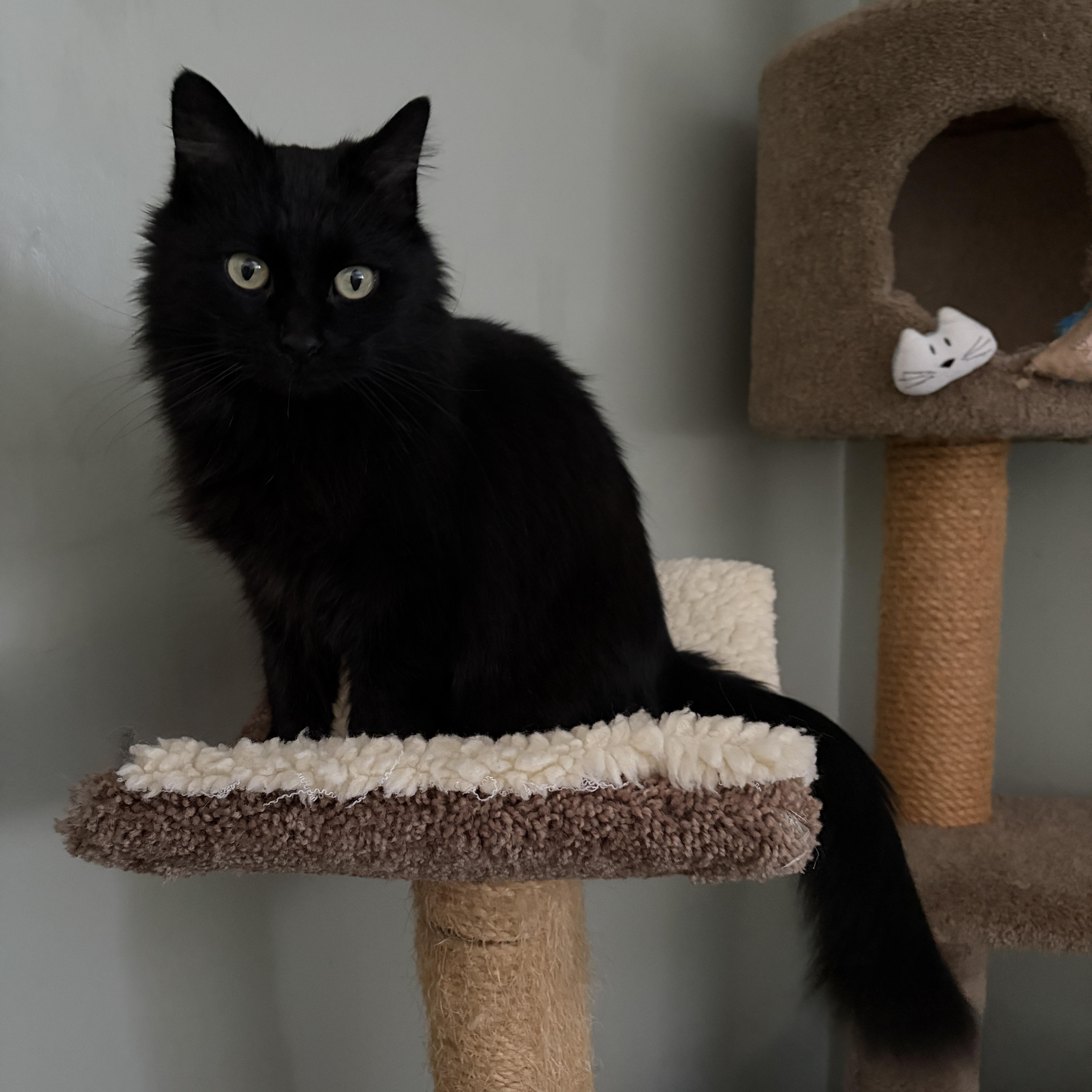 Enlarge LUNA, a ADOPTABLE mixed breed in Churchville, PA image 2/5