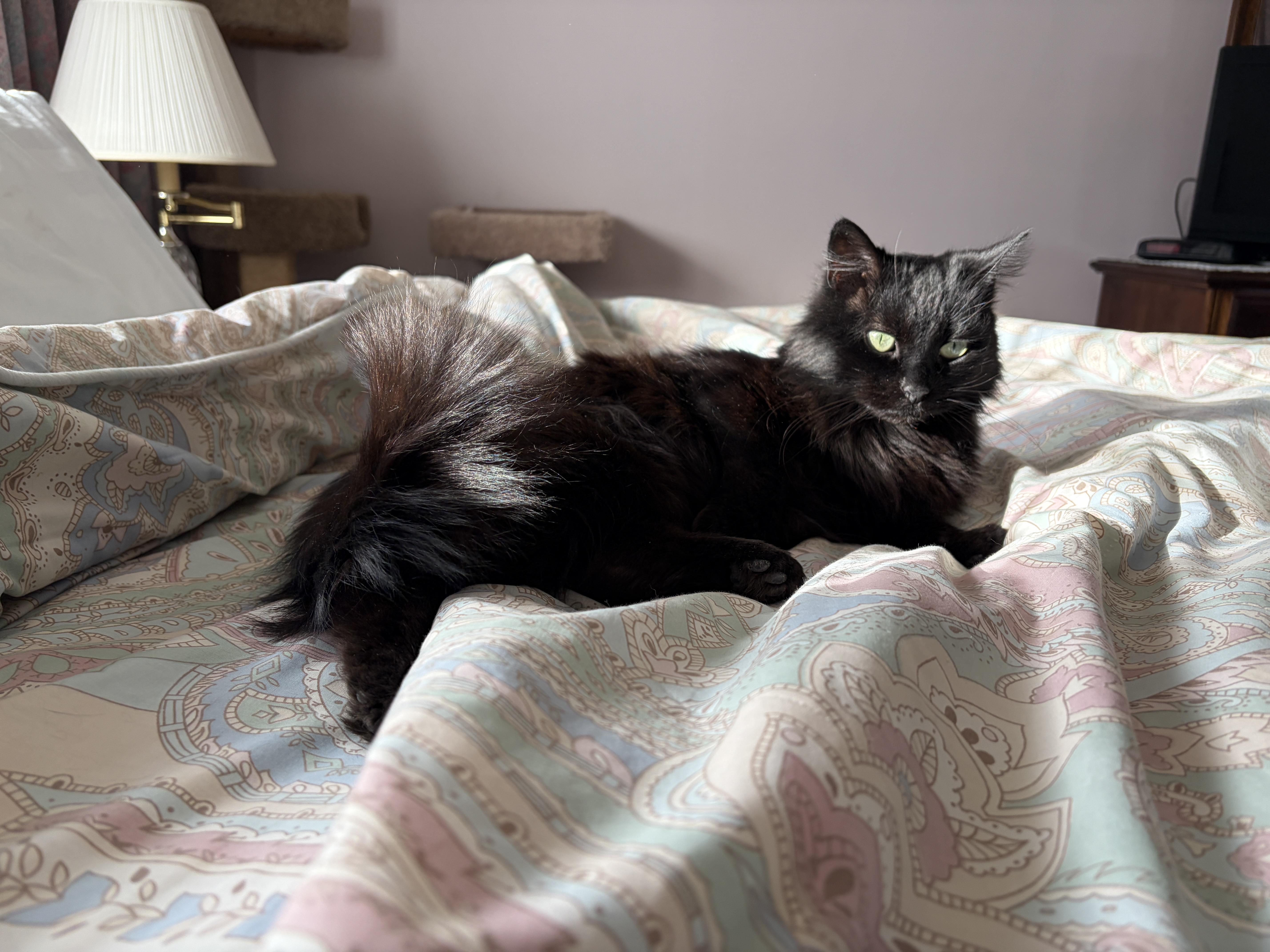 Enlarge LUNA, a ADOPTABLE mixed breed in Churchville, PA image 4/5