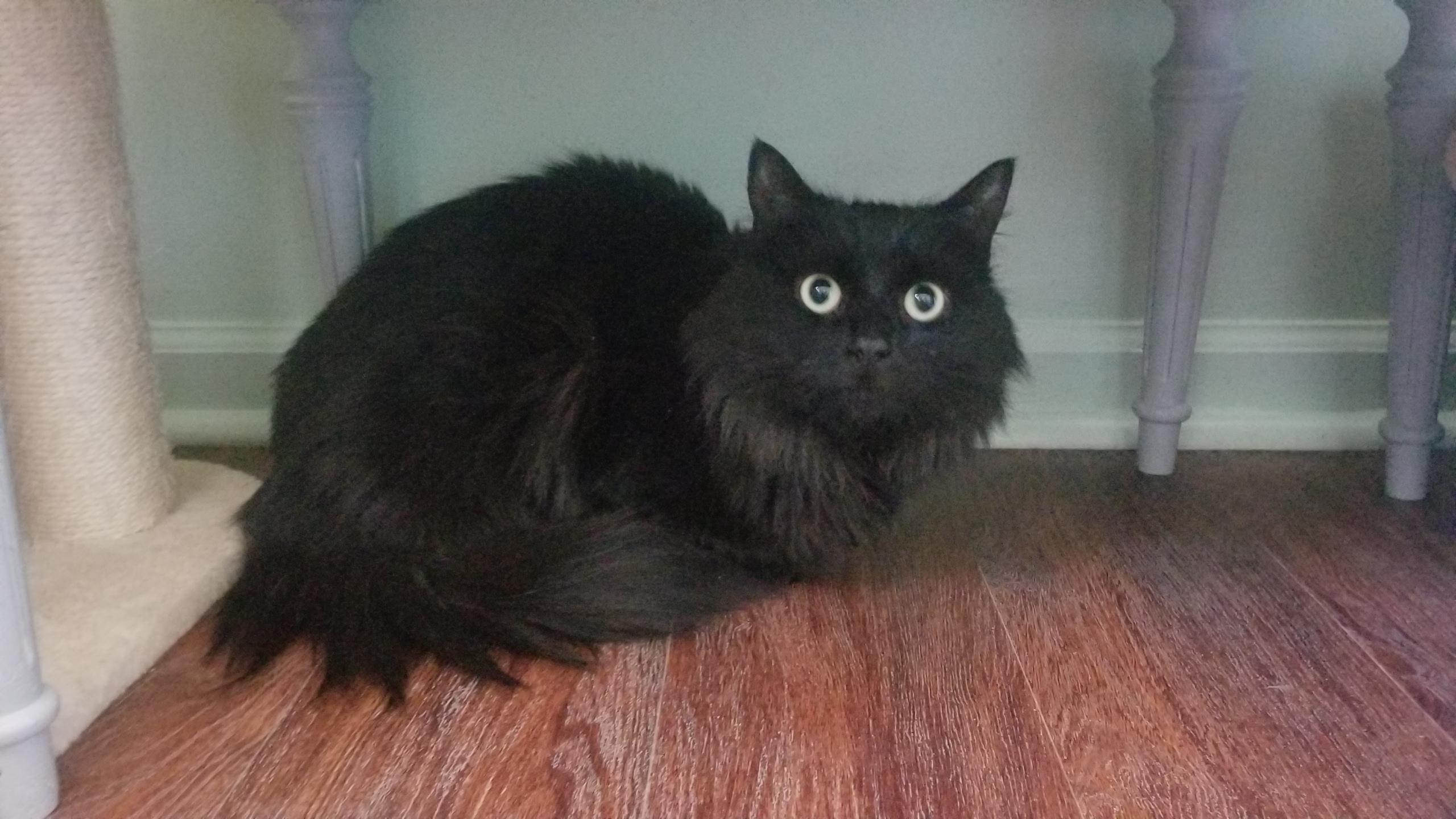 Enlarge LUNA, a ADOPTABLE mixed breed in Churchville, PA image 5/5