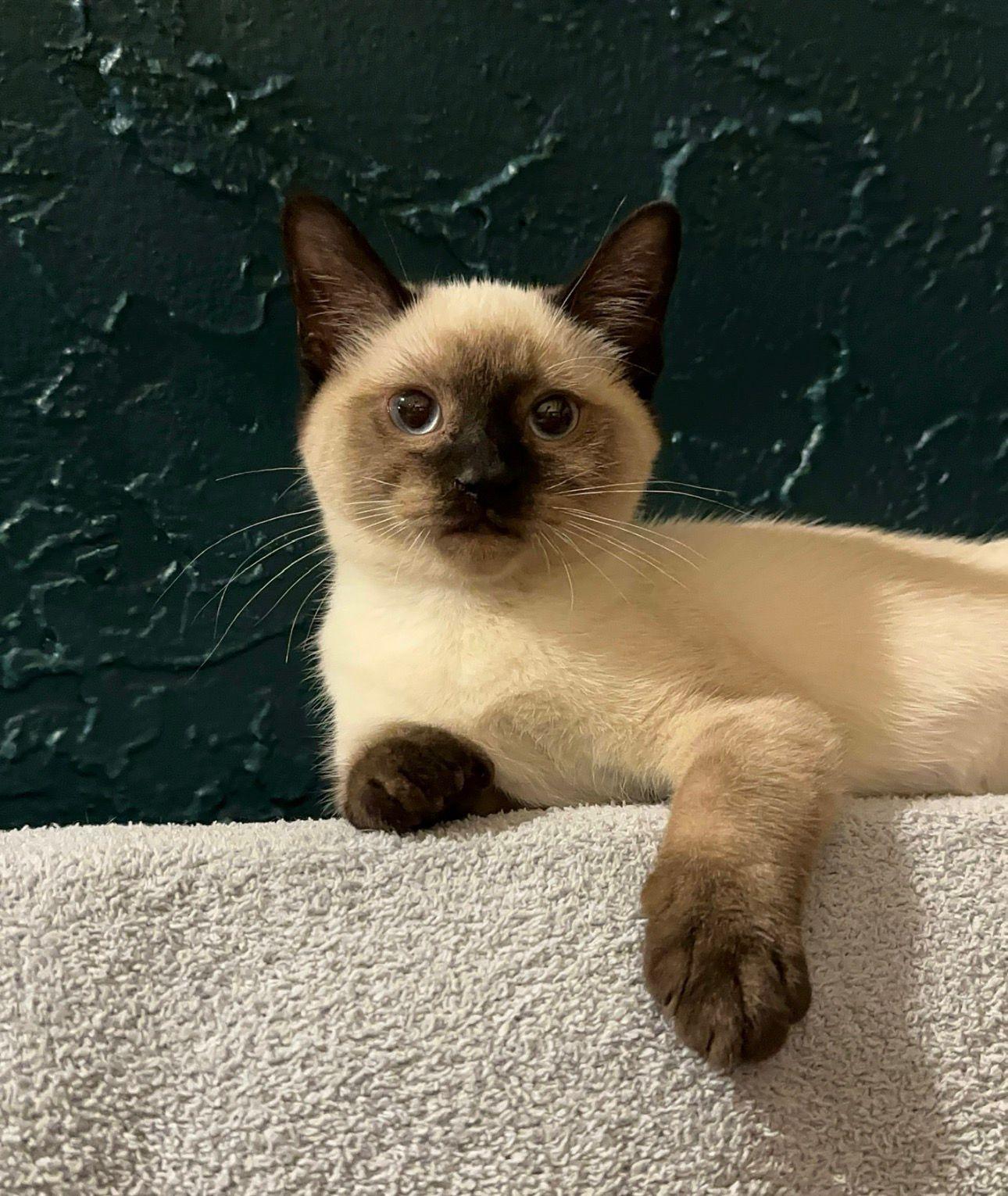 Enlarge Vision & Manifest, an adopted Siamese in Orlando, FL image 2/4