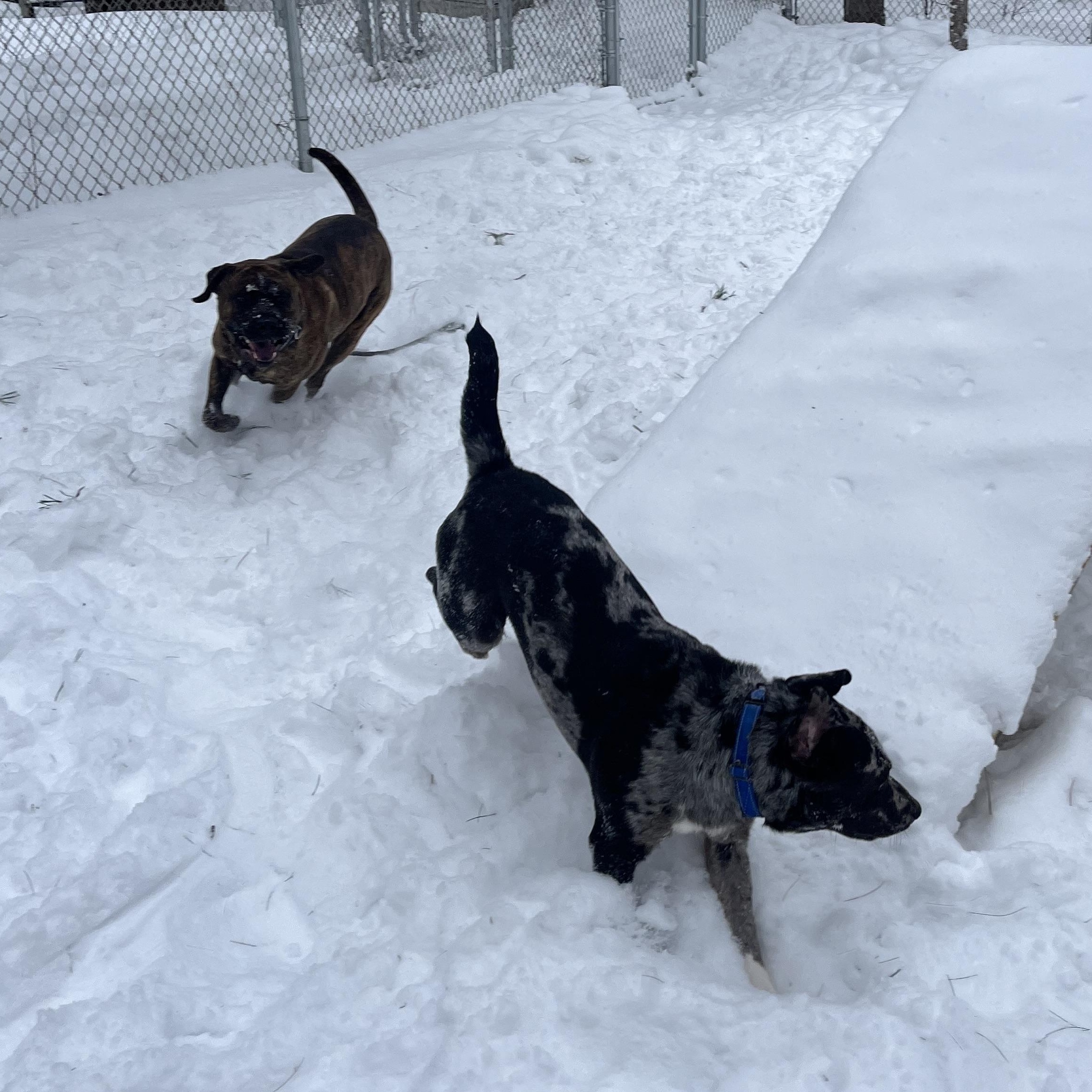Enlarge Weasel, a Adoptable mixed breed in Manistique, MI image 2/2