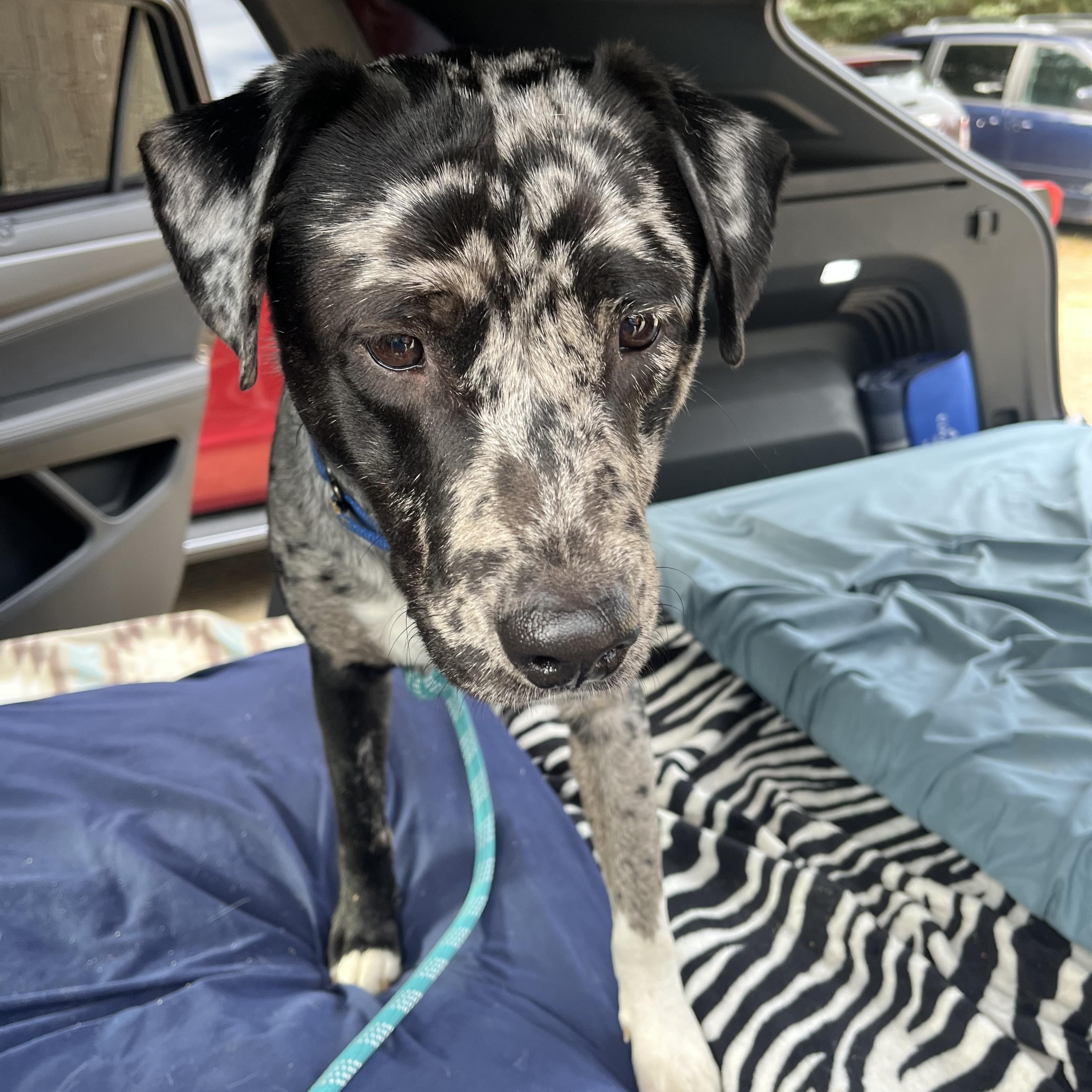 Weasel, Adoptable, Young Male Labrador Retriever.