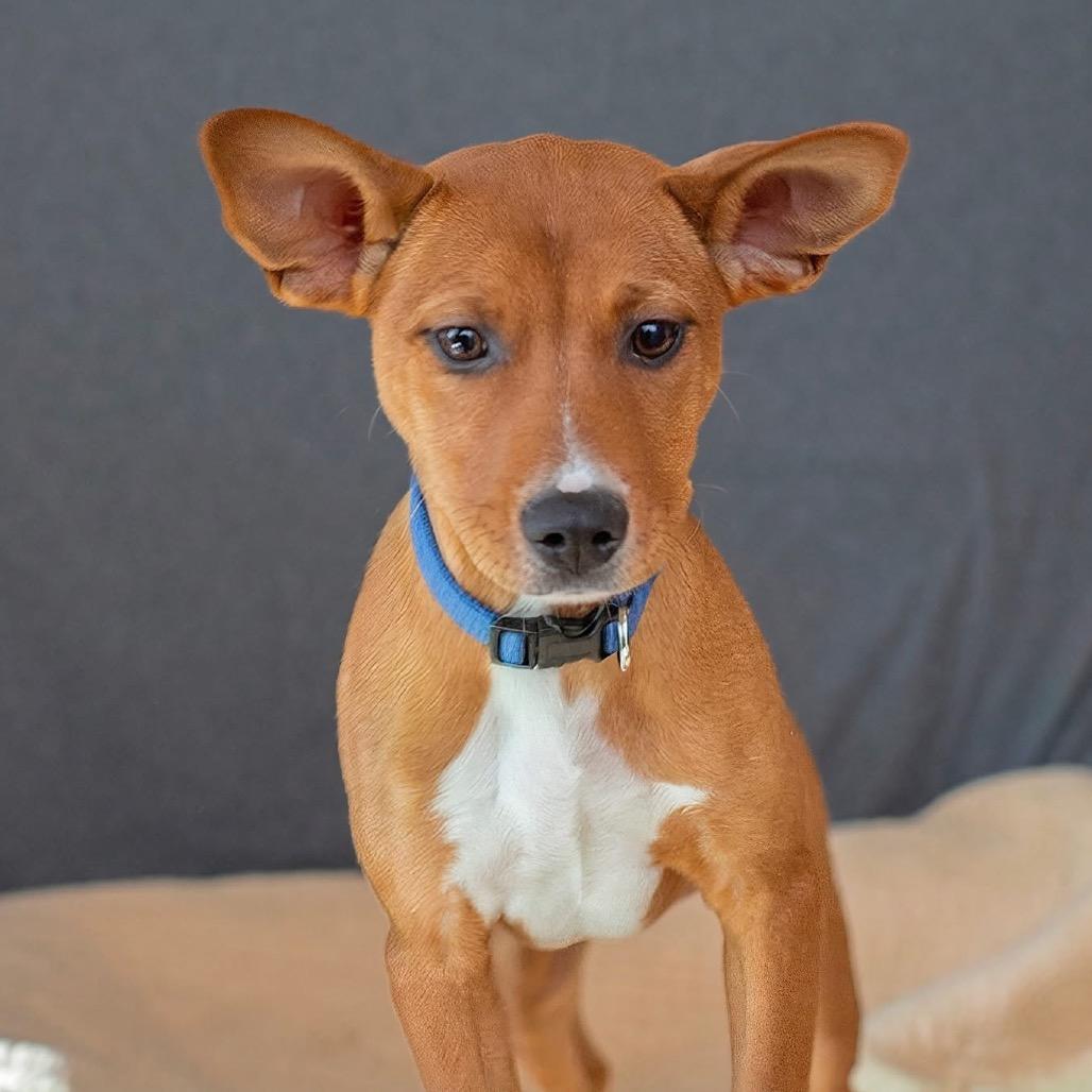 Enlarge Noelle, a Adoptable Pit Bull Terrier in Belleville, IL image 1/3