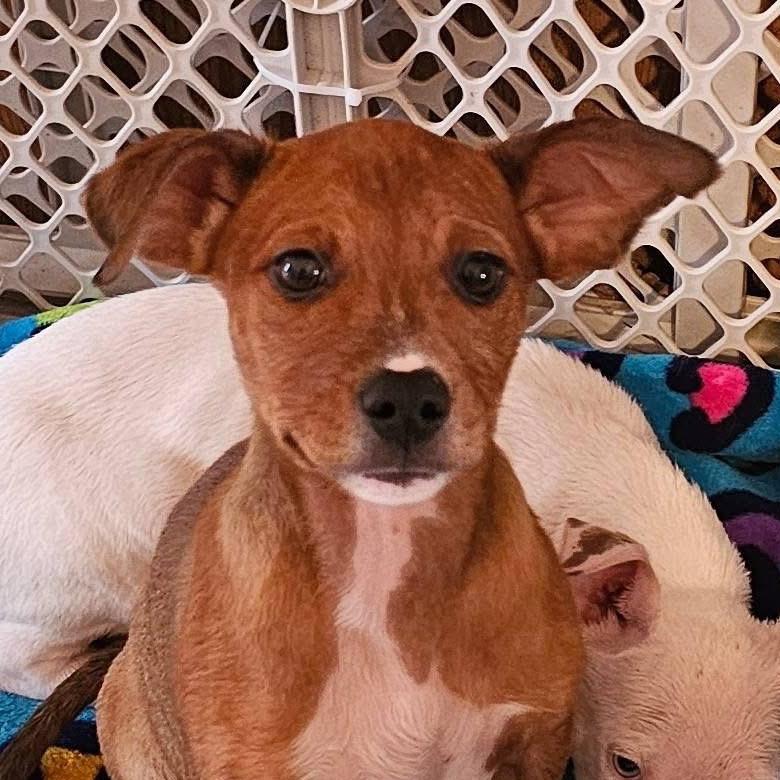 Noelle, Adoptable, Puppy Female Pit Bull Terrier.