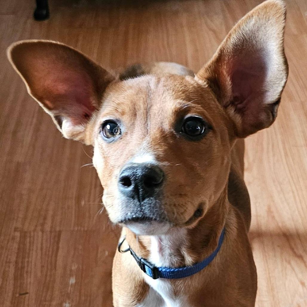 Enlarge Noelle, a Adoptable Pit Bull Terrier in Belleville, IL image 2/2