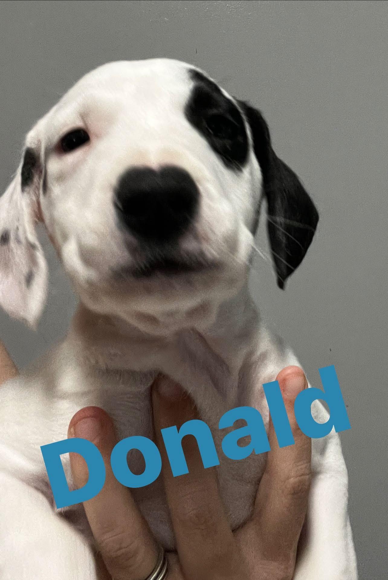 Donald, Adoptable, Puppy Male Mixed Breed.