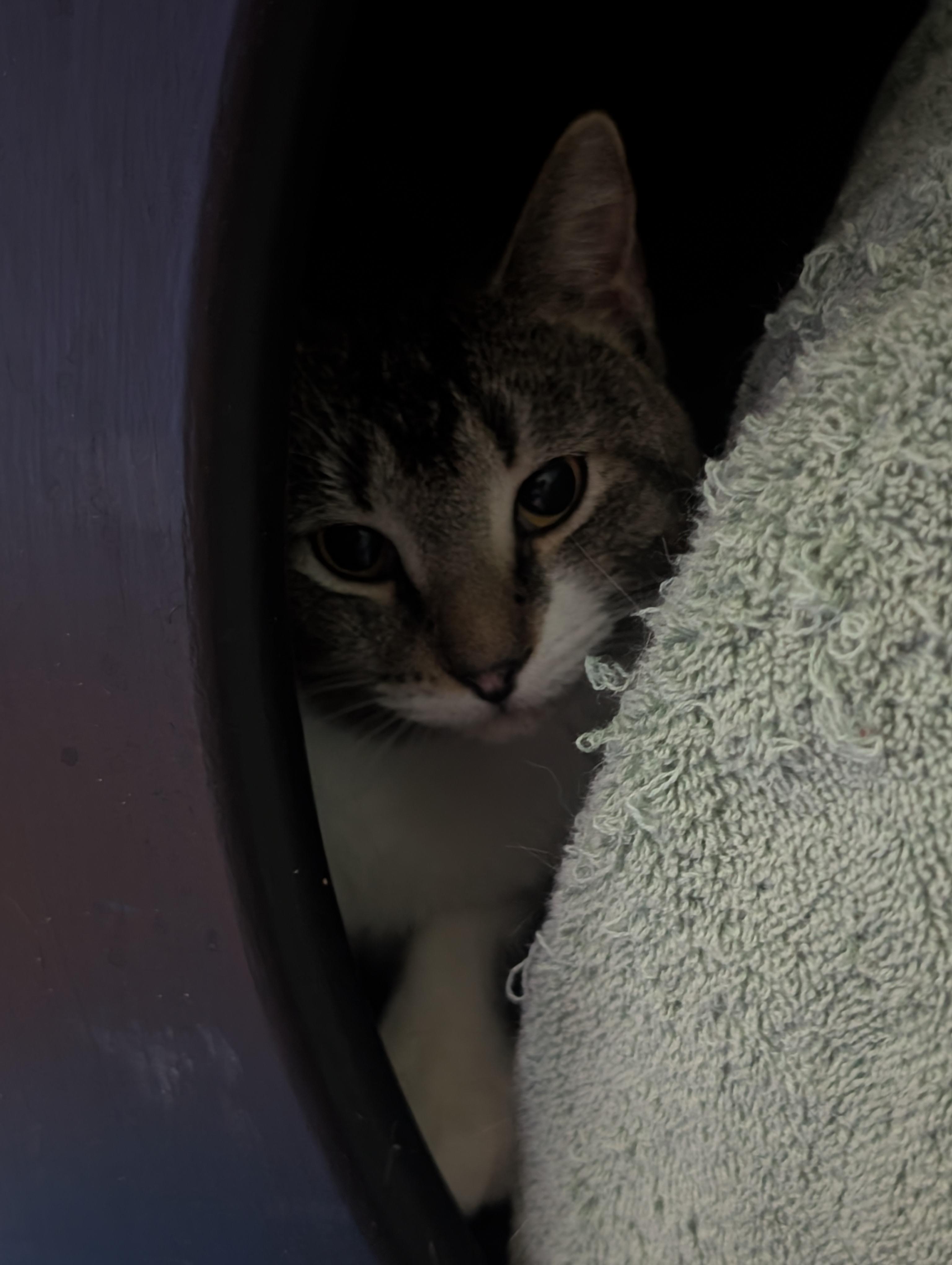 Newt, Adoptable, Kitten Female Domestic Short Hair.