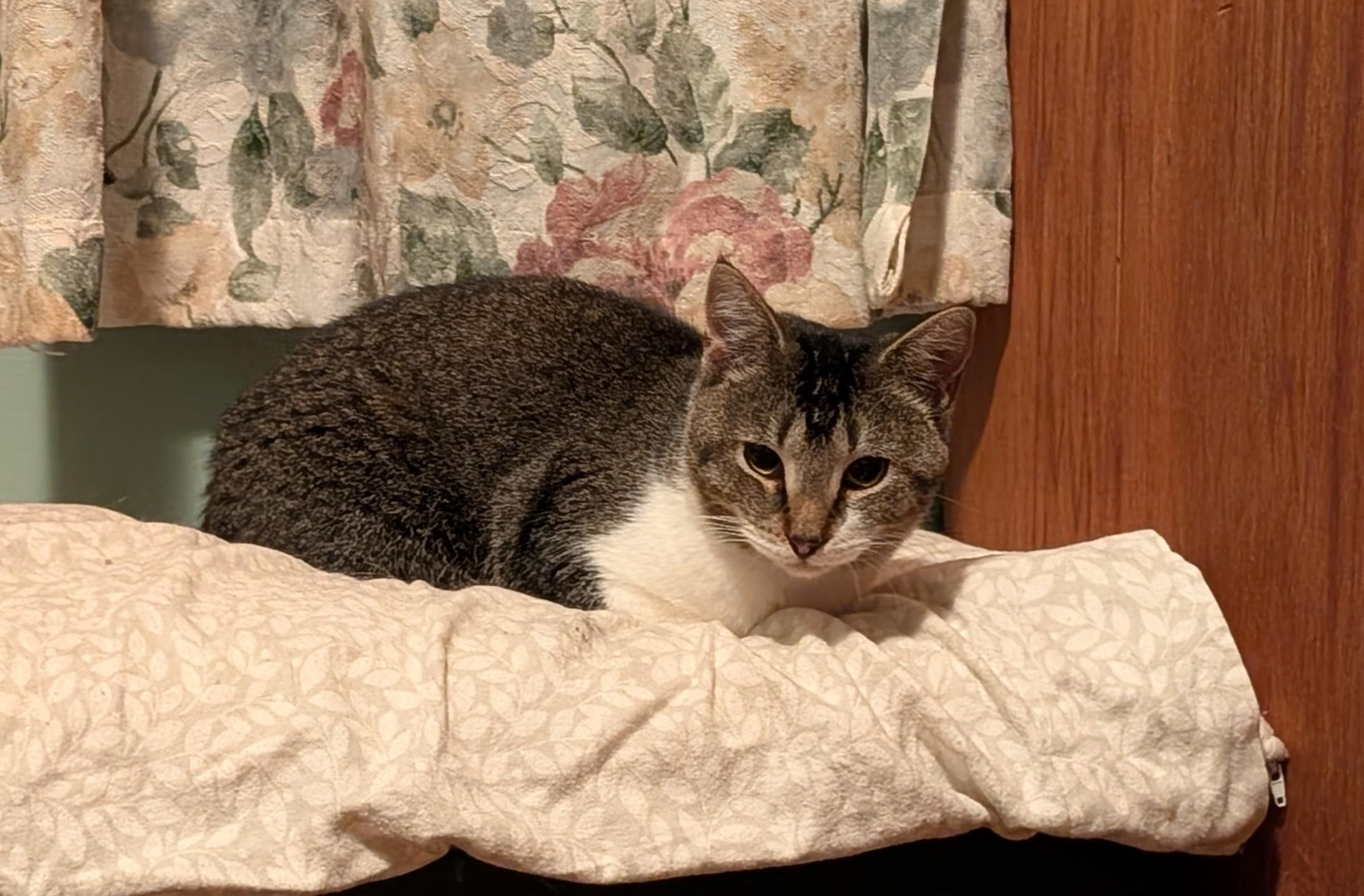 Enlarge Newt, a Adoptable Domestic Short Hair in Roslindale, MA image 2/4