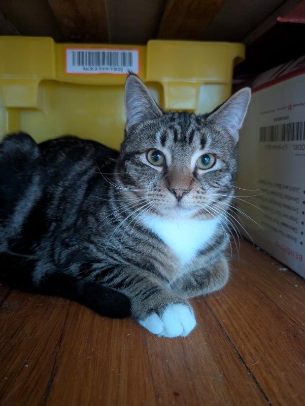 Enlarge Newt, a Adoptable Domestic Short Hair in Roslindale, MA image 3/4