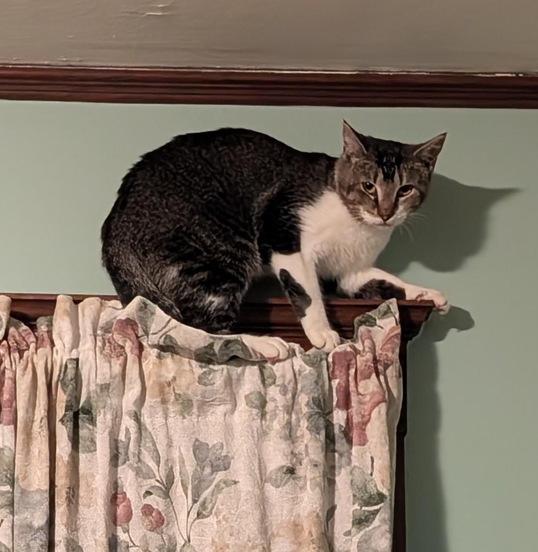 Enlarge Newt, a Adoptable Domestic Short Hair in Roslindale, MA image 4/4