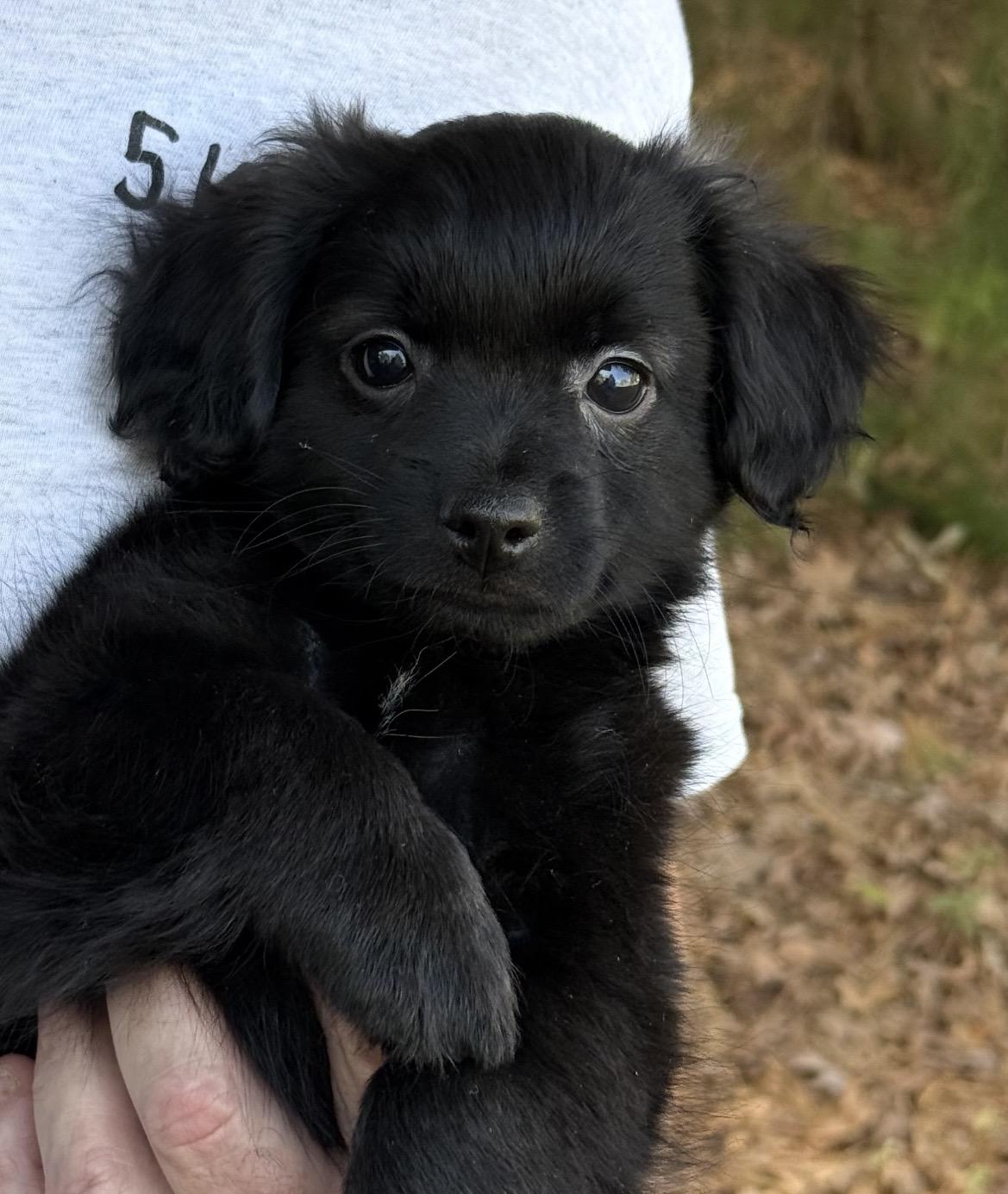 Enlarge Bear, a ADOPTABLE mixed breed in Kannapolis, NC image 1/3
