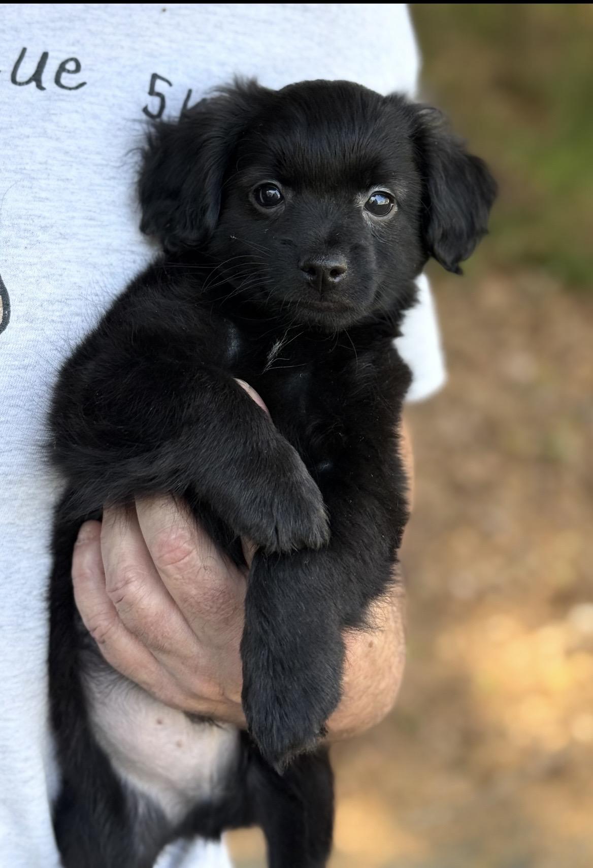 Enlarge Bear, a ADOPTABLE mixed breed in Kannapolis, NC image 3/3