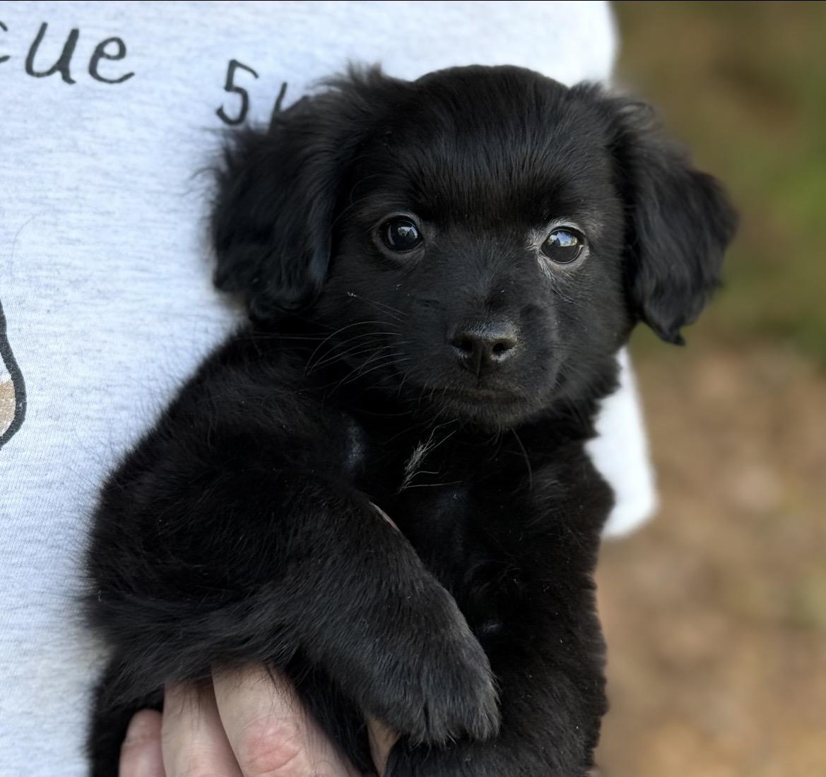 Enlarge Bear, a ADOPTABLE mixed breed in Kannapolis, NC image 2/3