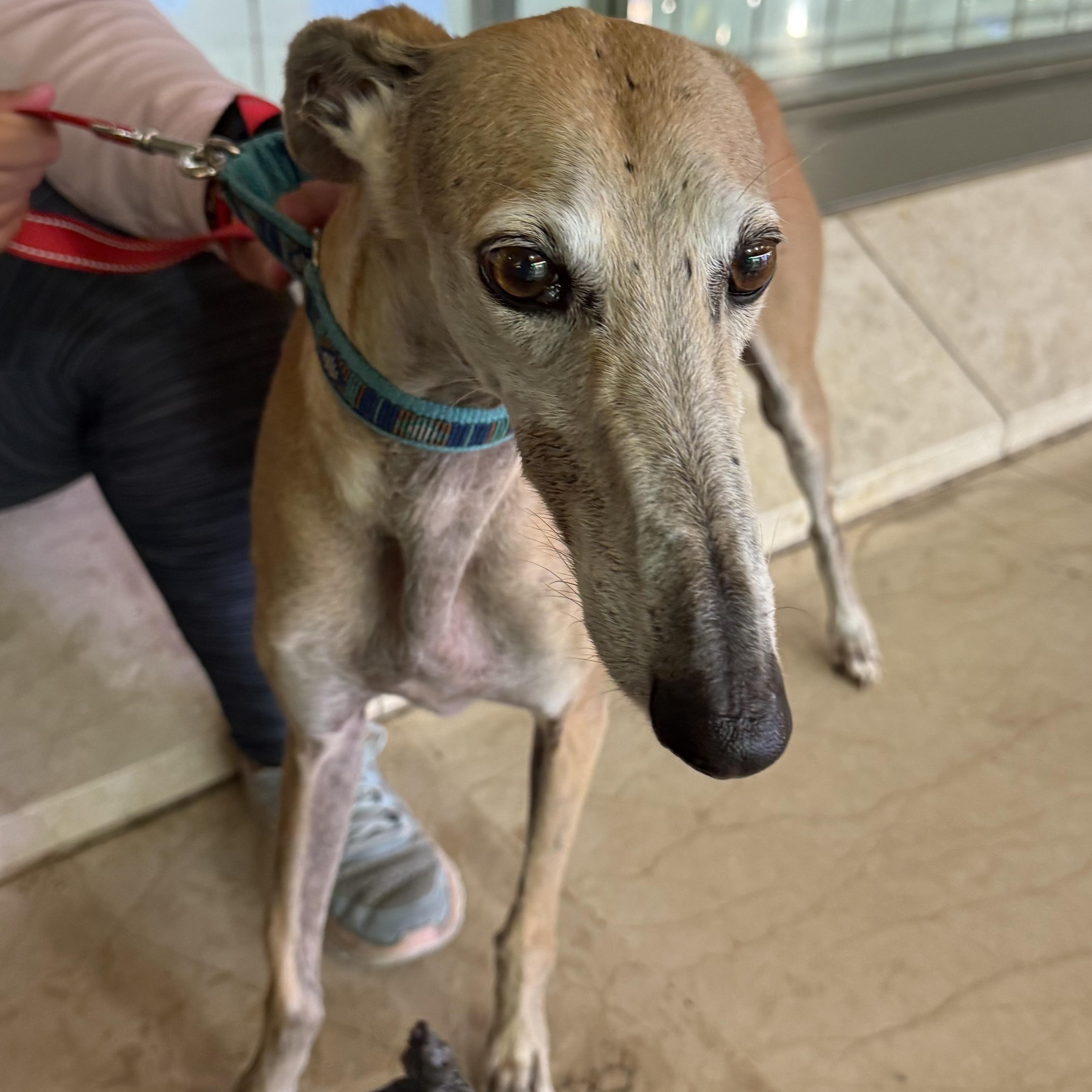 Scarlet, ADOPTABLE, Senior Female Galgo Spanish Greyhound.