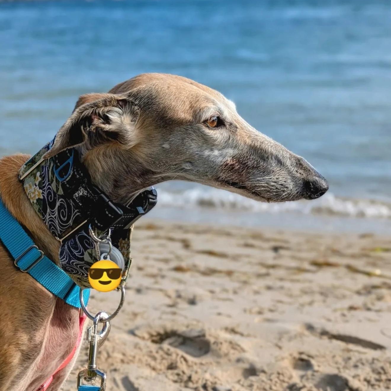 Scarlet, a ADOPTABLE Galgo Spanish Greyhound in Winter Park, FL image 2/6
