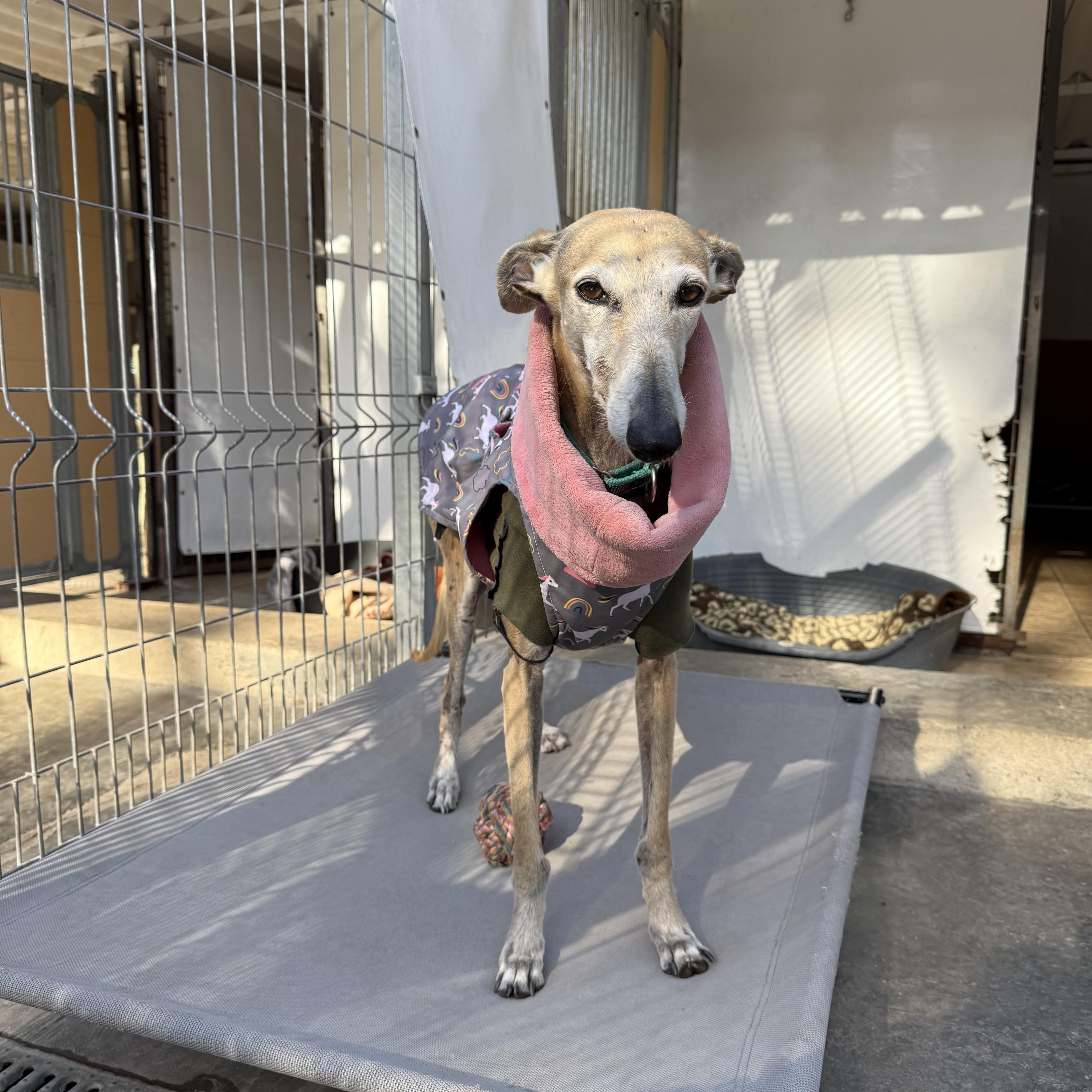 Scarlet, a ADOPTABLE Galgo Spanish Greyhound in Winter Park, FL image 3/6