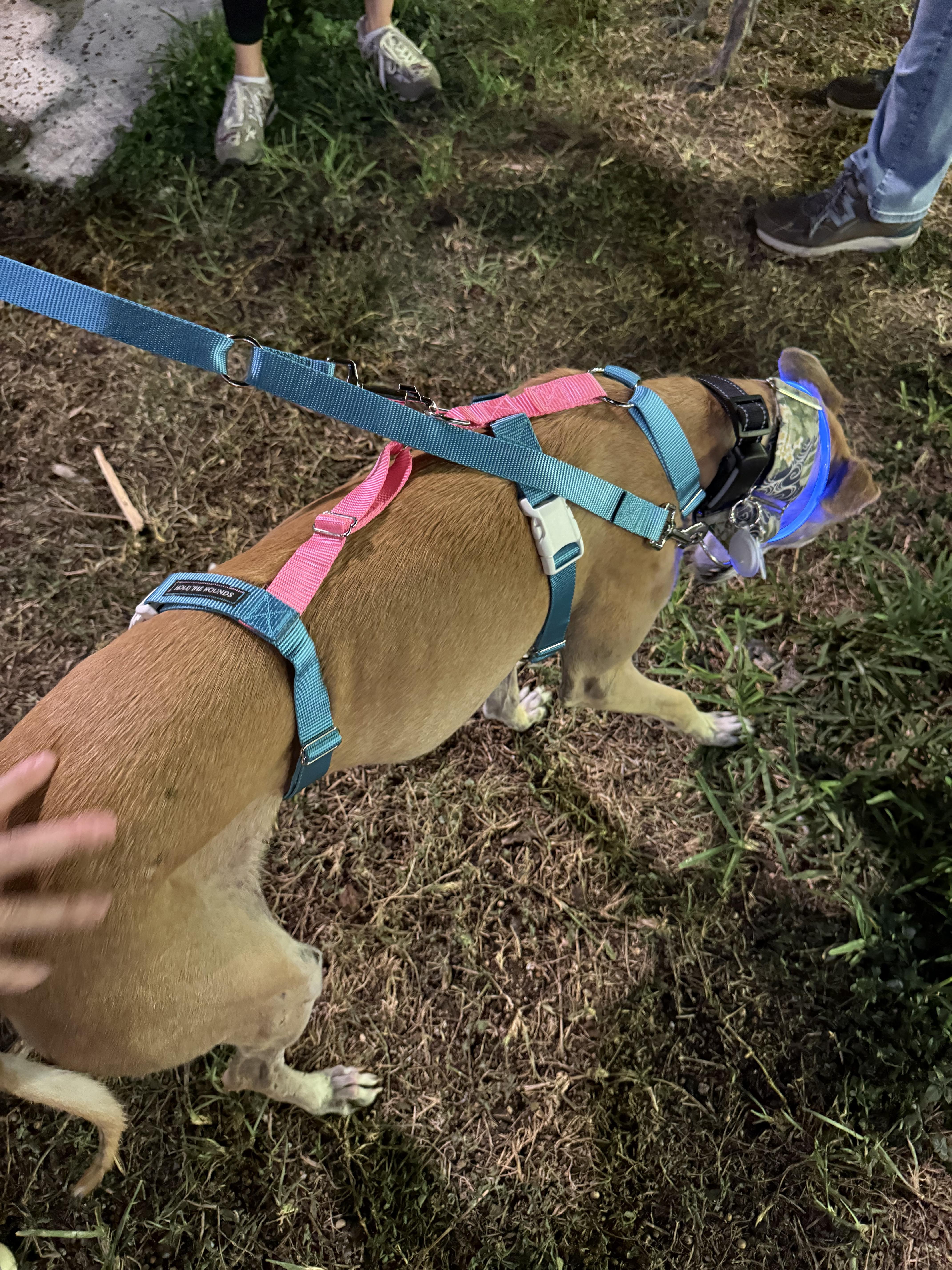 Scarlet, a ADOPTABLE Galgo Spanish Greyhound in Winter Park, FL image 4/6