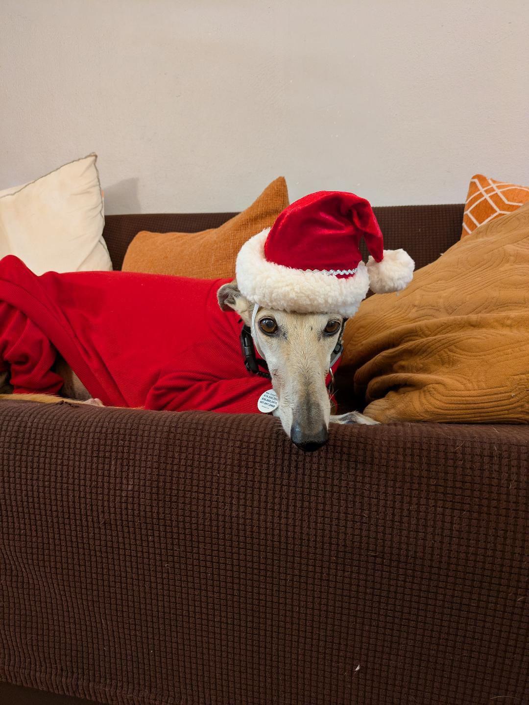 Scarlet, a ADOPTABLE Galgo Spanish Greyhound in Winter Park, FL image 5/6