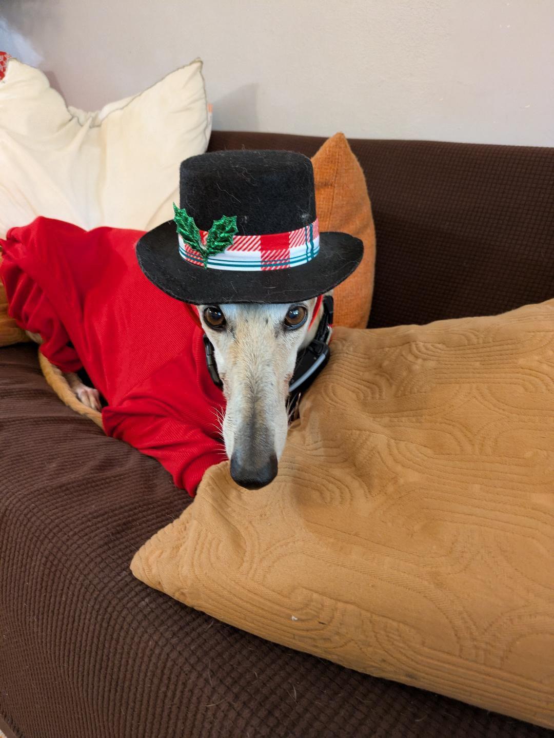 Scarlet, a ADOPTABLE Galgo Spanish Greyhound in Winter Park, FL image 6/6