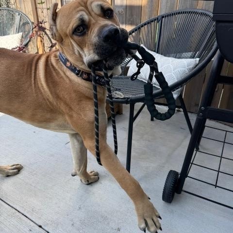 Enlarge Sadler, an adopted mixed breed in Chicago, IL image 2/6