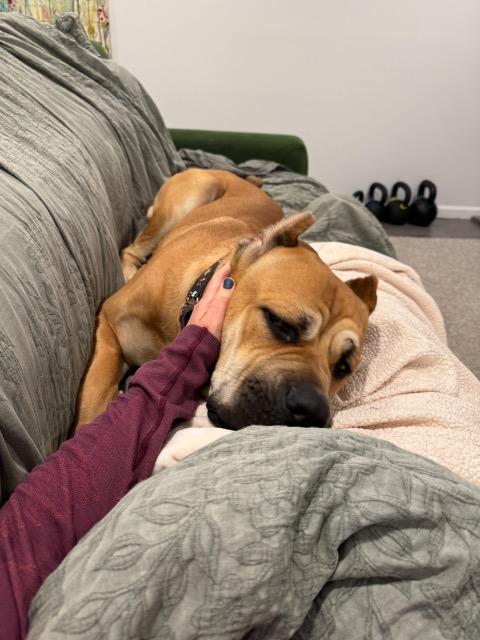 Enlarge Sadler, an adopted mixed breed in Chicago, IL image 3/6