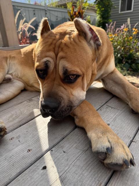 Enlarge Sadler, an adopted mixed breed in Chicago, IL image 4/6