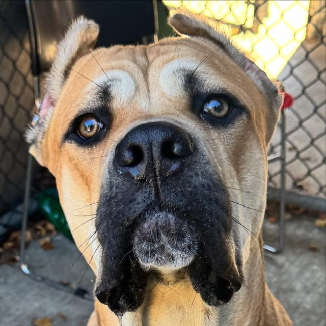 Sadler, adopted, Young Male Cane Corso.