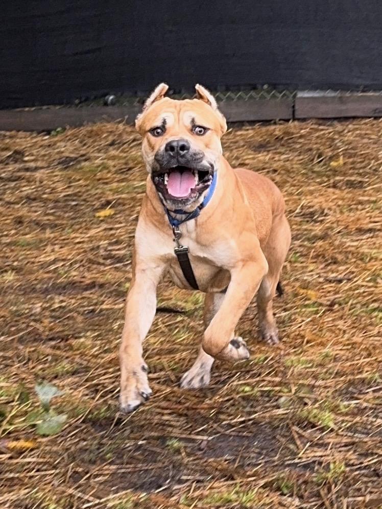 Enlarge Sadler, an adopted mixed breed in Chicago, IL image 5/6