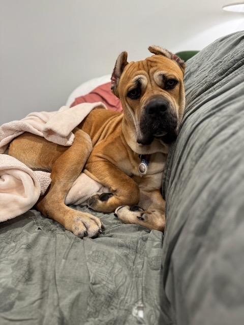 Enlarge Sadler, an adopted mixed breed in Chicago, IL image 6/6